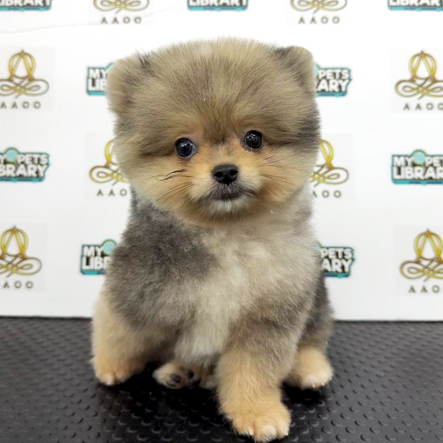 Pomeranian Puppy