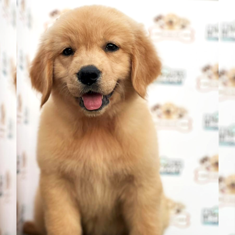 Golden Retriever Puppy