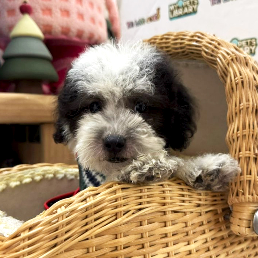 Tiny Toy Poodle Puppy