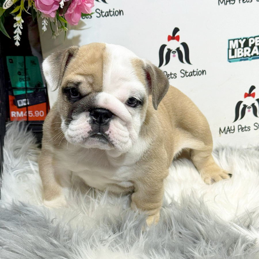 English Bulldog Puppy