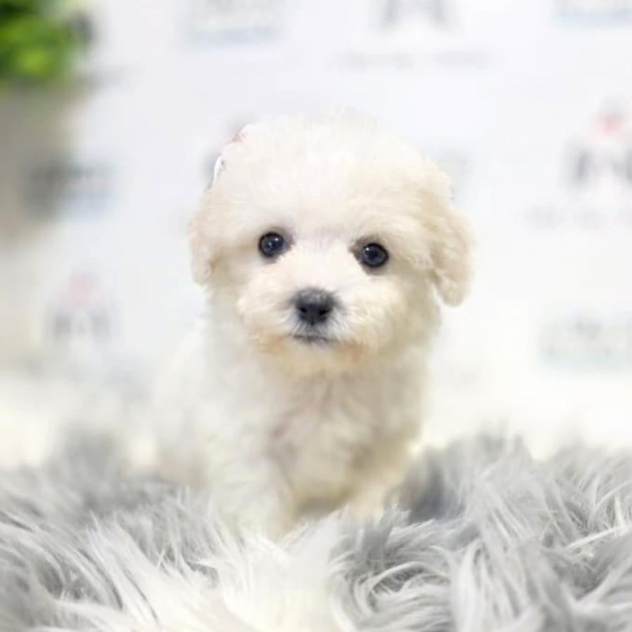 Tiny Bichon Frise Puppy