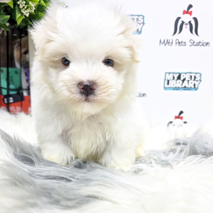 Maltese Puppy