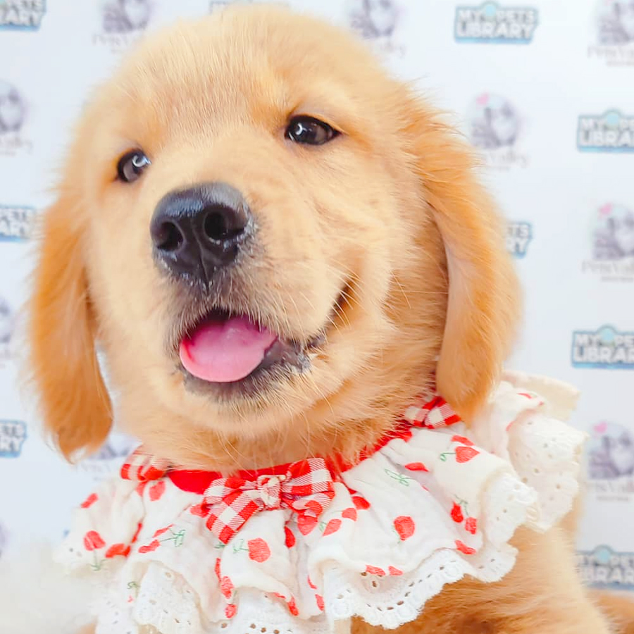 Golden Retriever Puppy