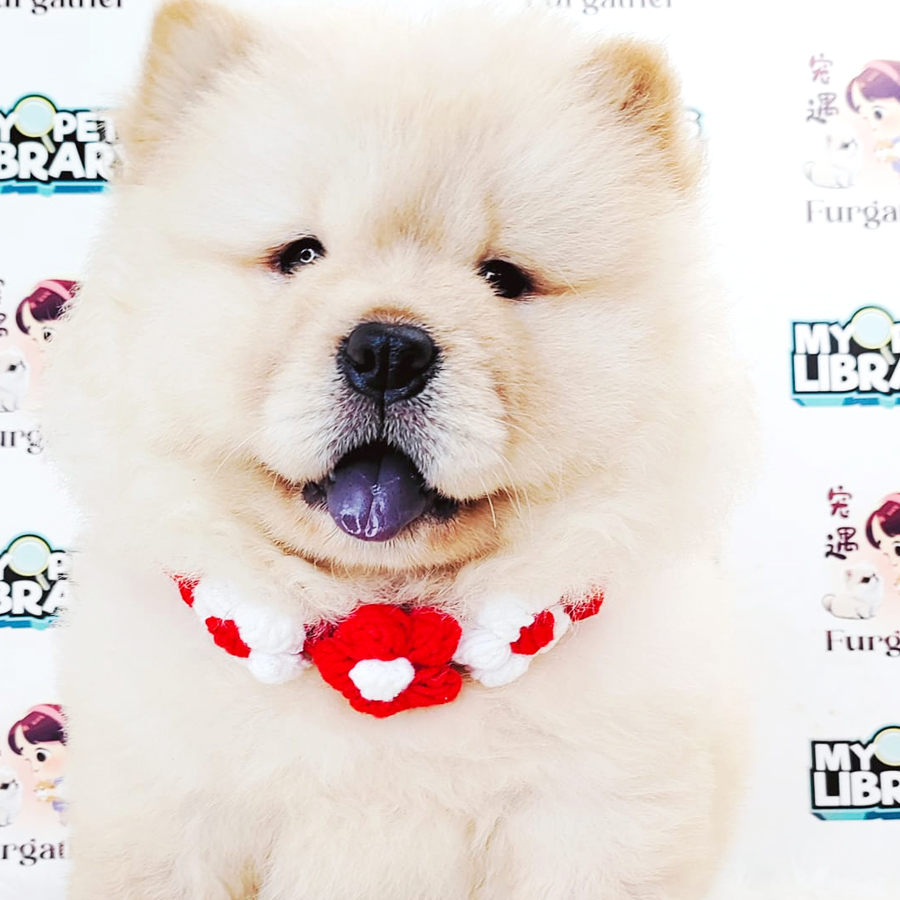 Chow Chow Puppy