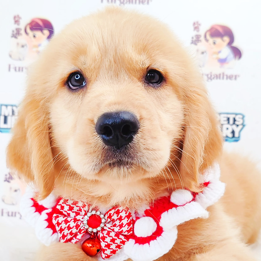 Golden Retriever Puppy