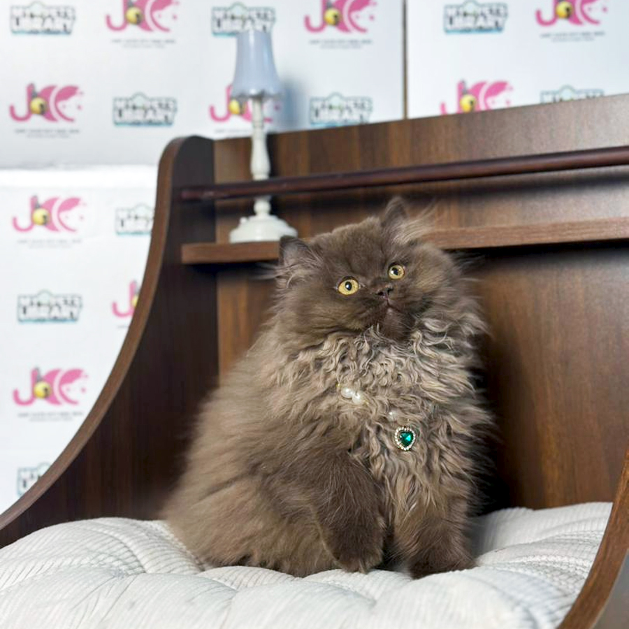 British Longhair Kitten