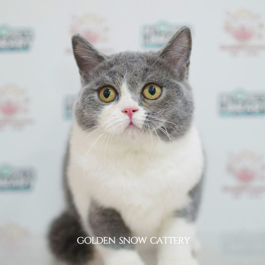 British Shorthair Kitten