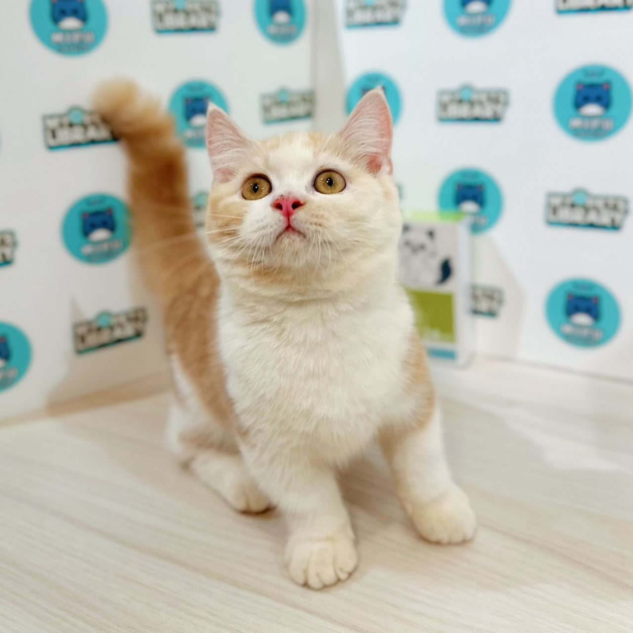 Super Short Munchkin British Shorthair Kitten