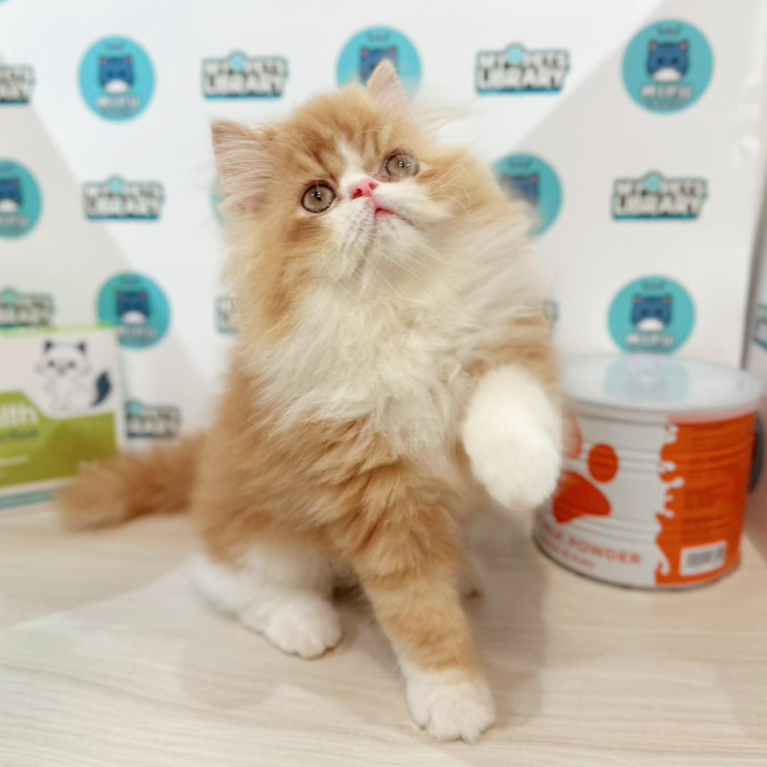 Persian Kitten