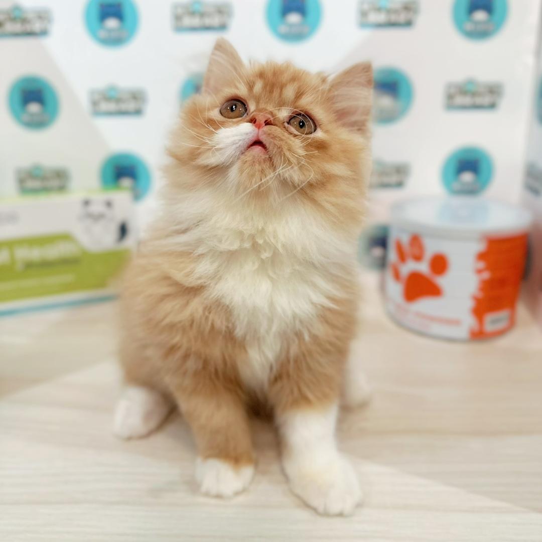 Persian Kitten