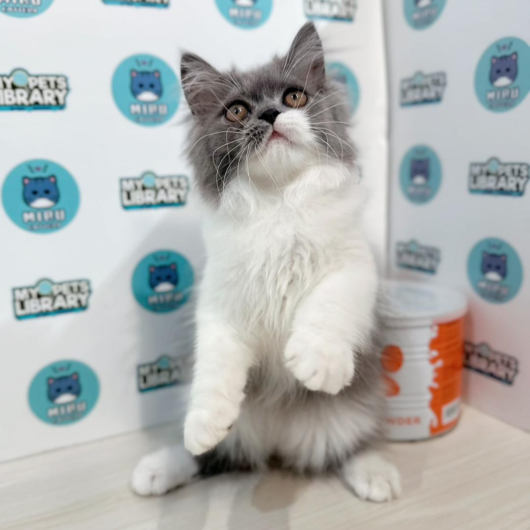 Turkish Angora Persian Kitten