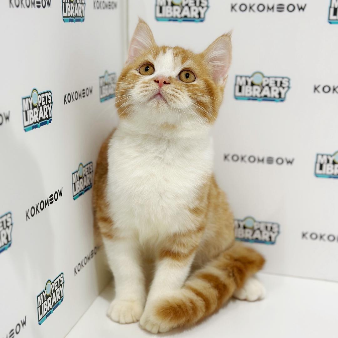 British Shorthair Kitten