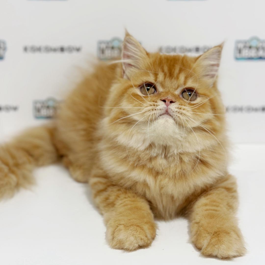 Persian Kitten