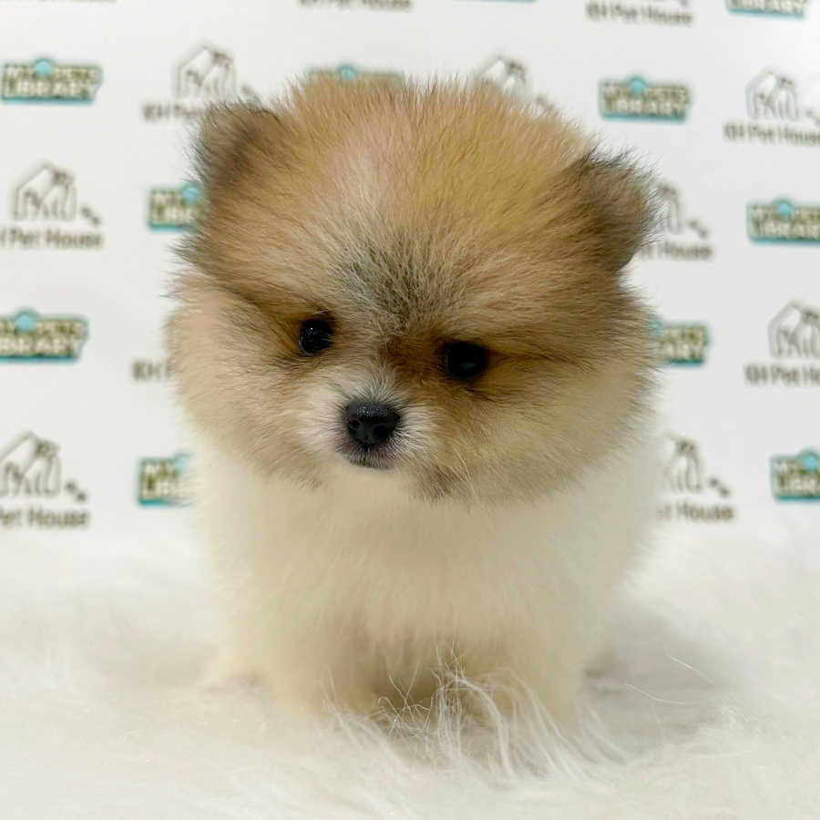 Pomeranian Puppy