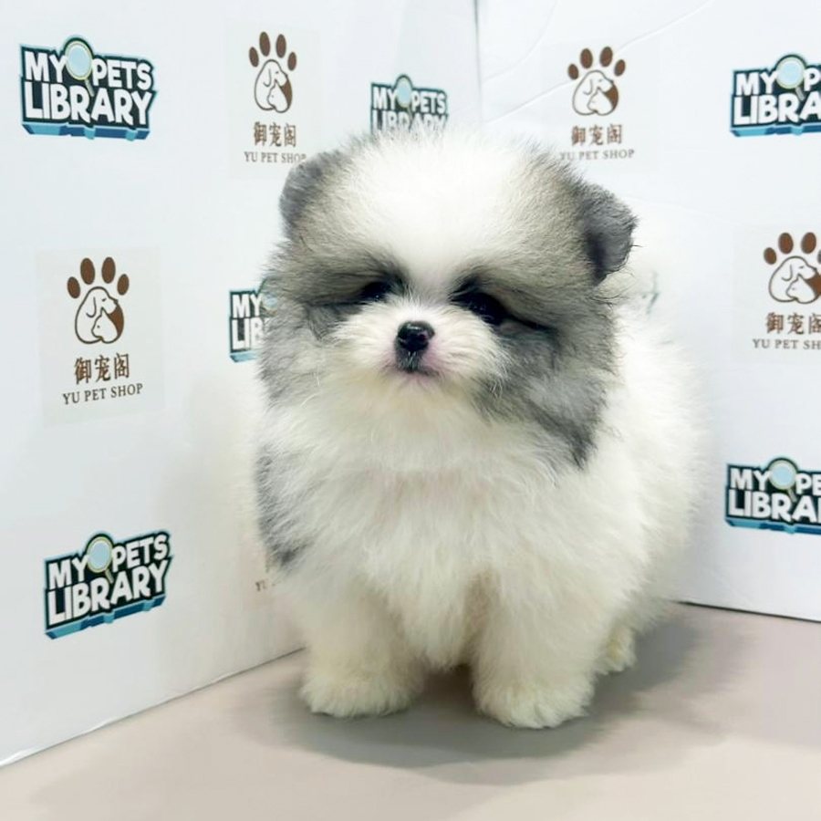 Pomeranian Puppy