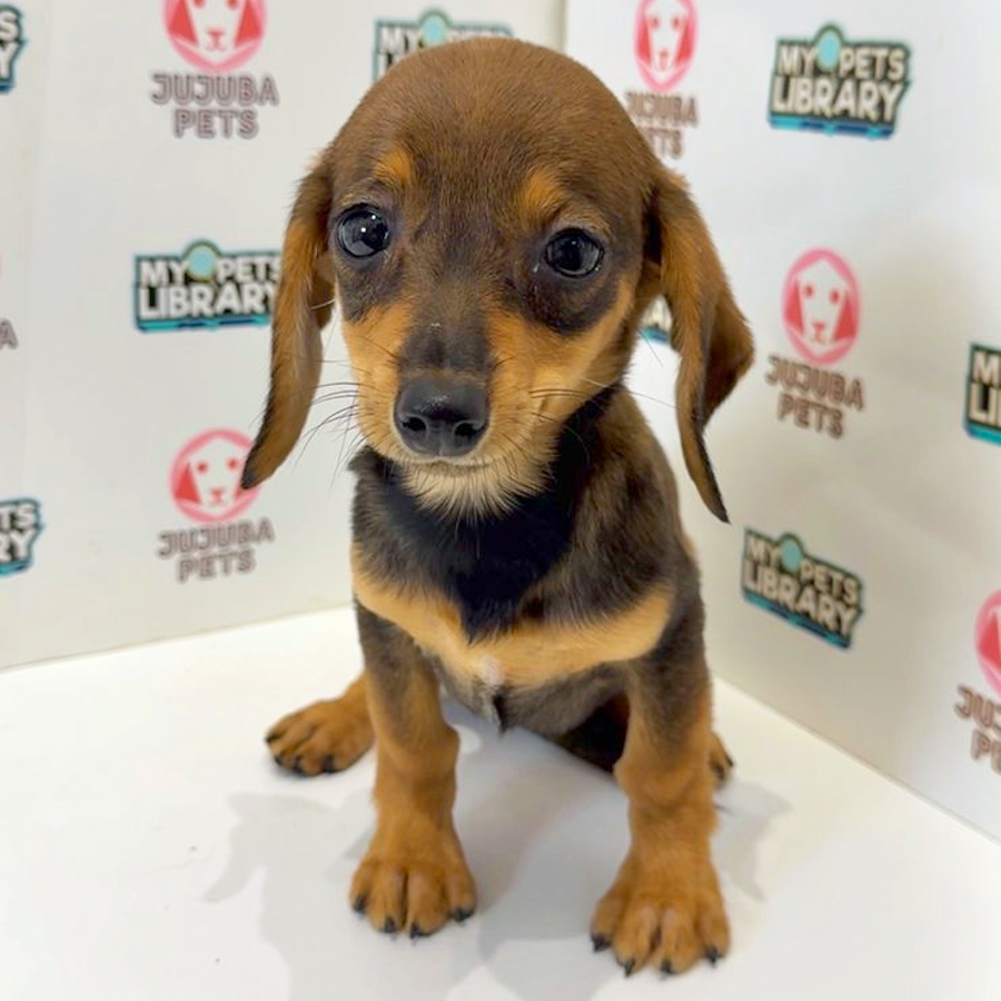 Chiweenie Puppy
