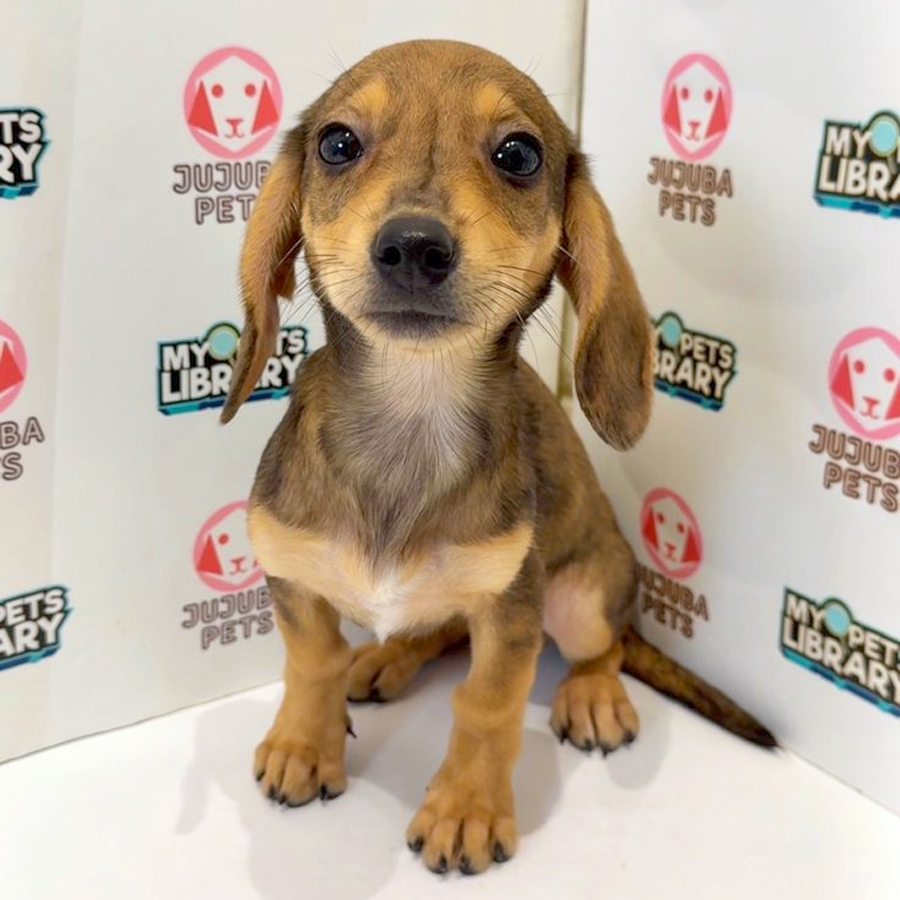 Chiweenie Puppy