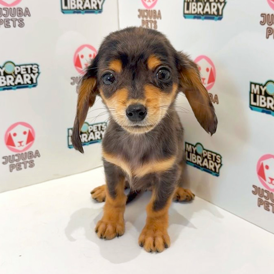 Chiweenie Puppy