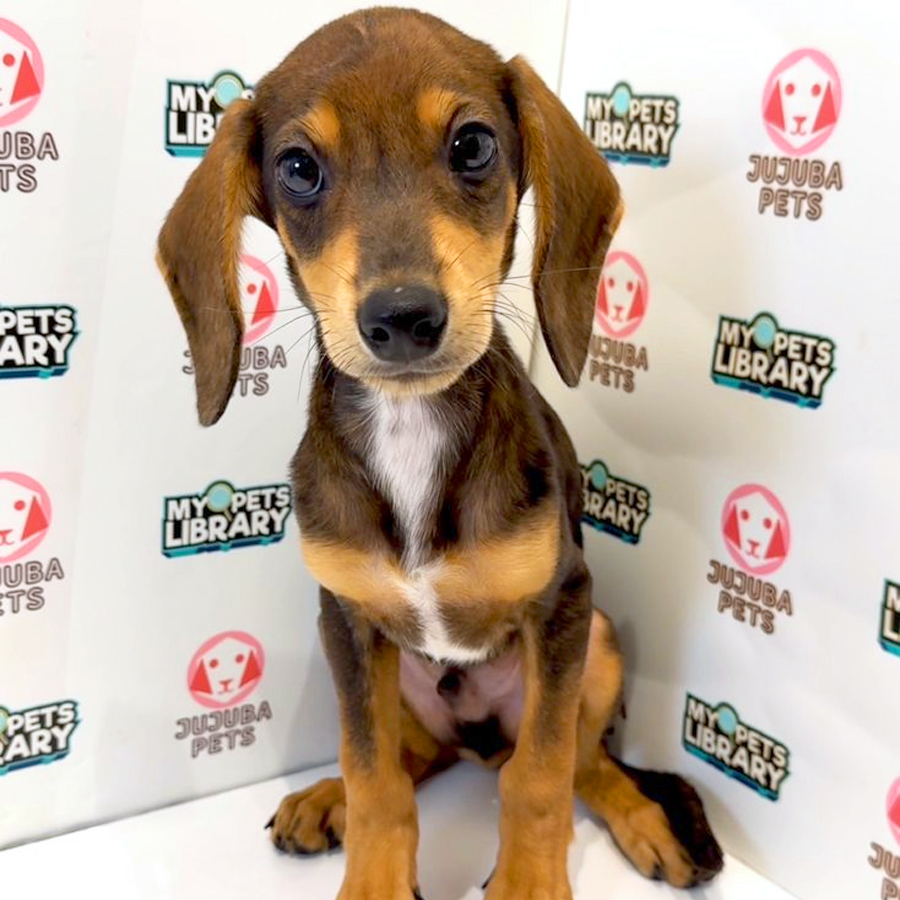 Doxle Puppy