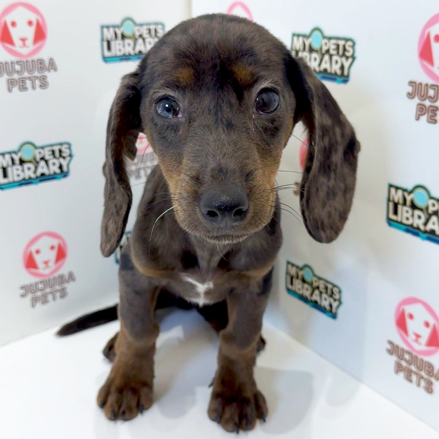 Dachshund Puppy