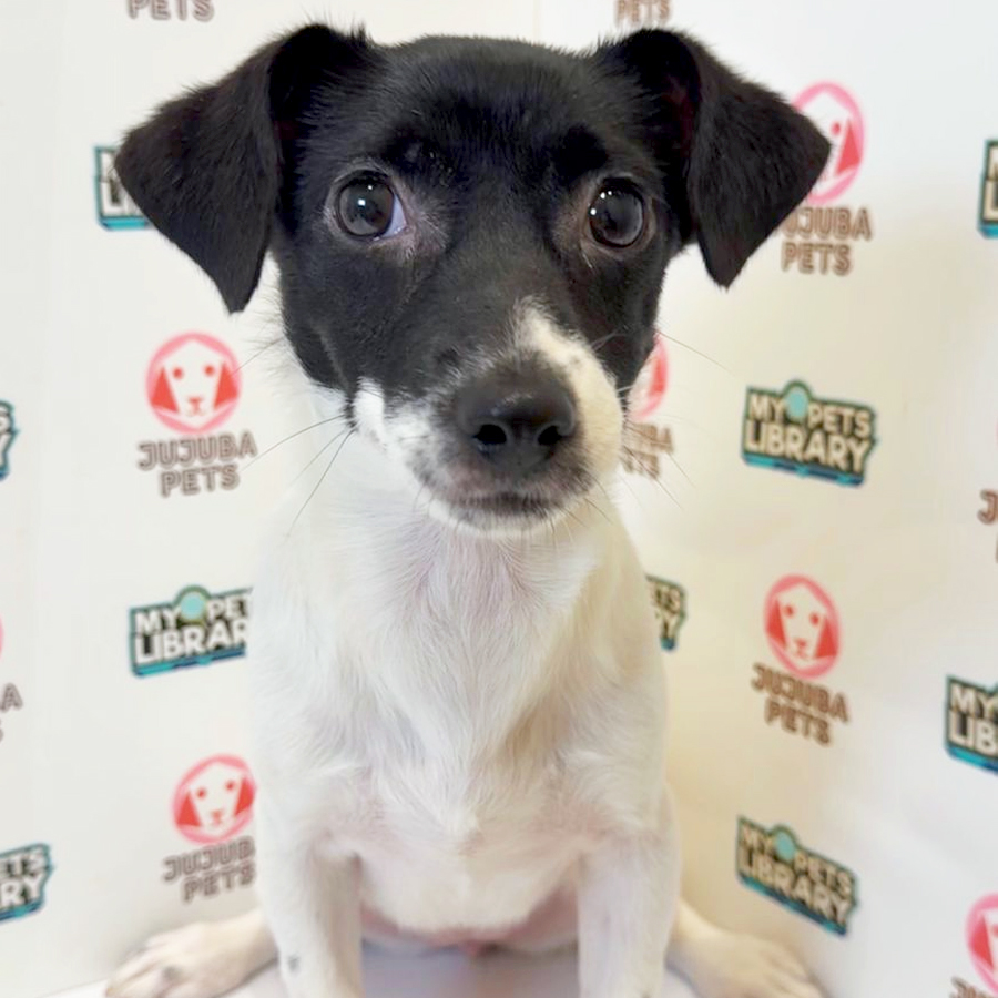 Jack Russell Puppy