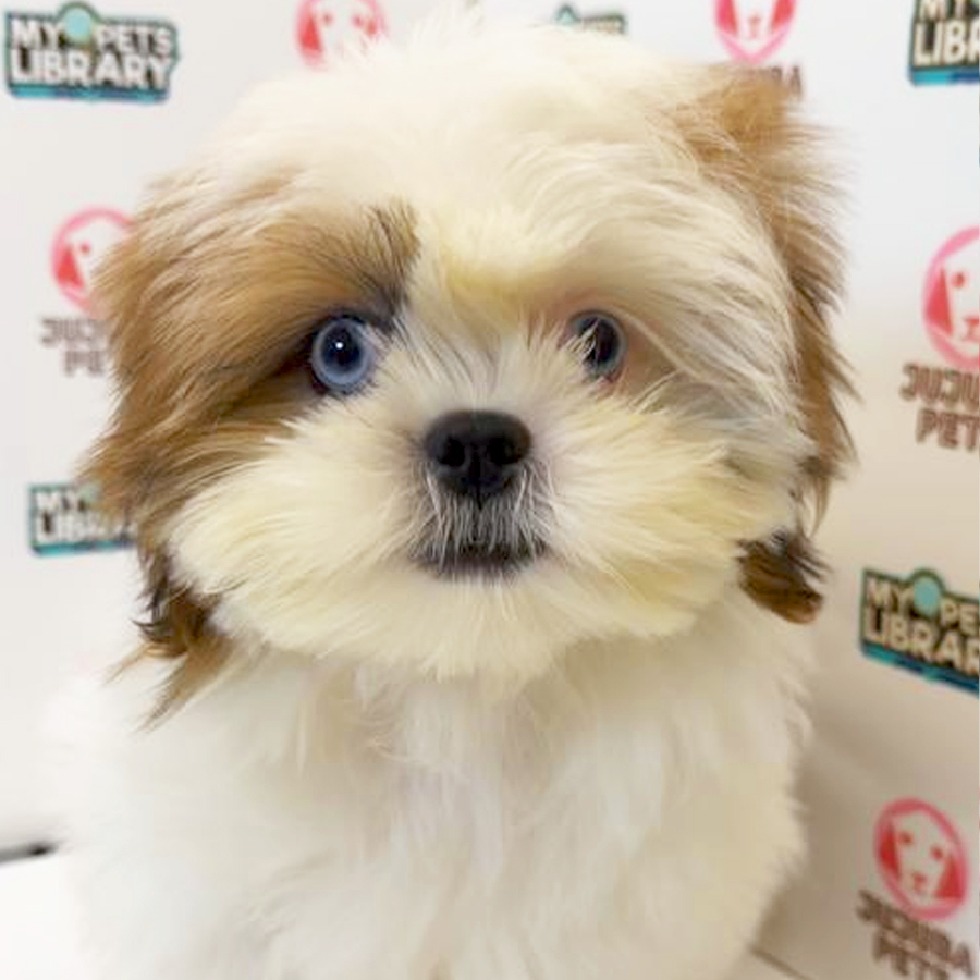 Shih Tzu Puppy