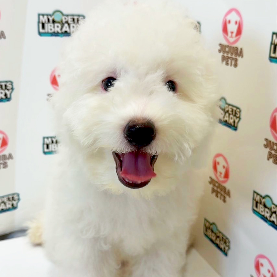 Toy Poodle Puppy