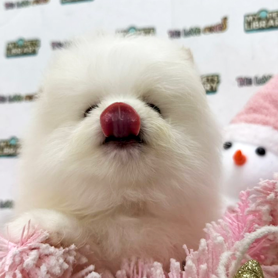 Tiny Pomeranian Puppy