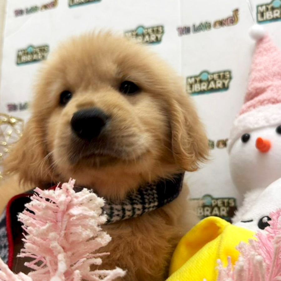Golden Retriever Puppy