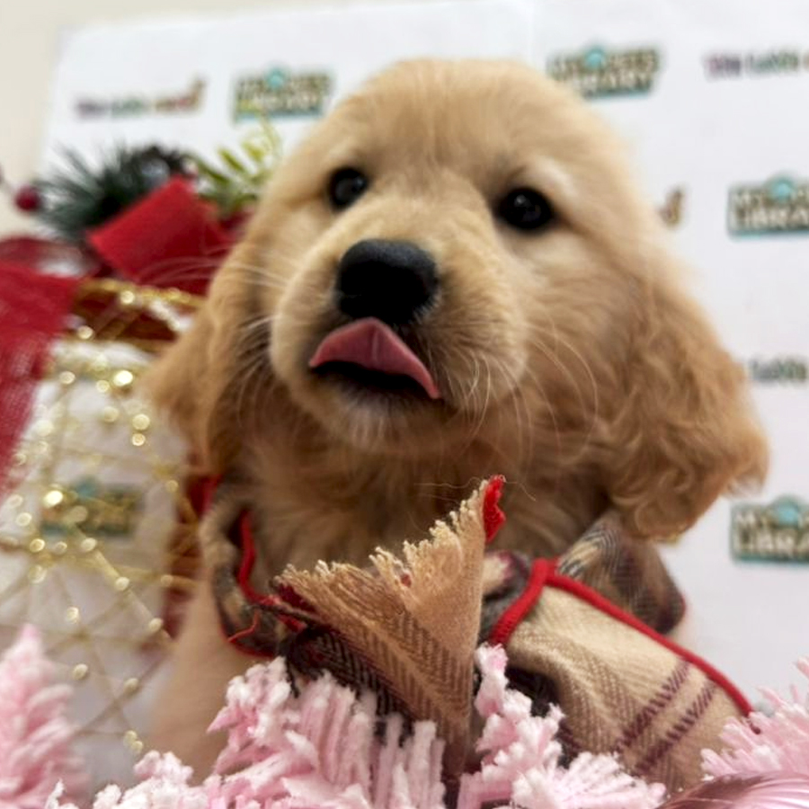 Golden Retriever Puppy