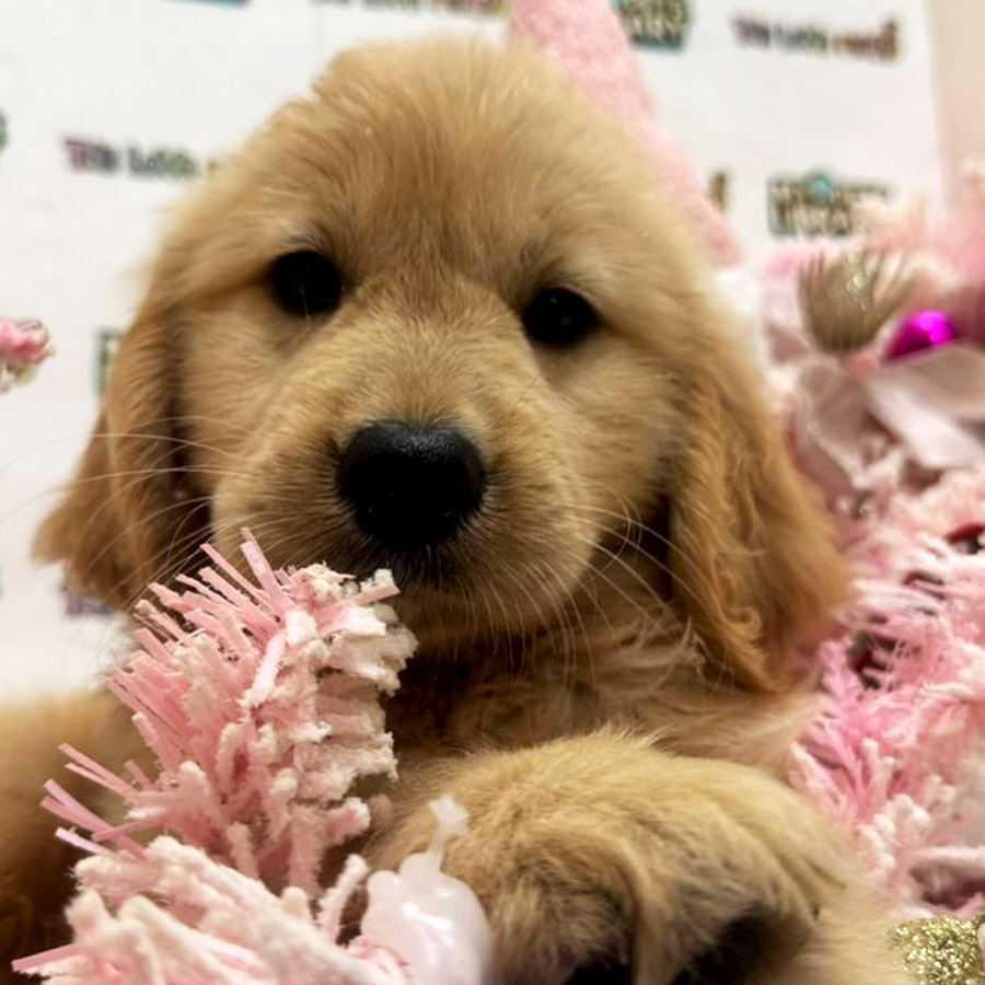 Golden Retriever Puppy