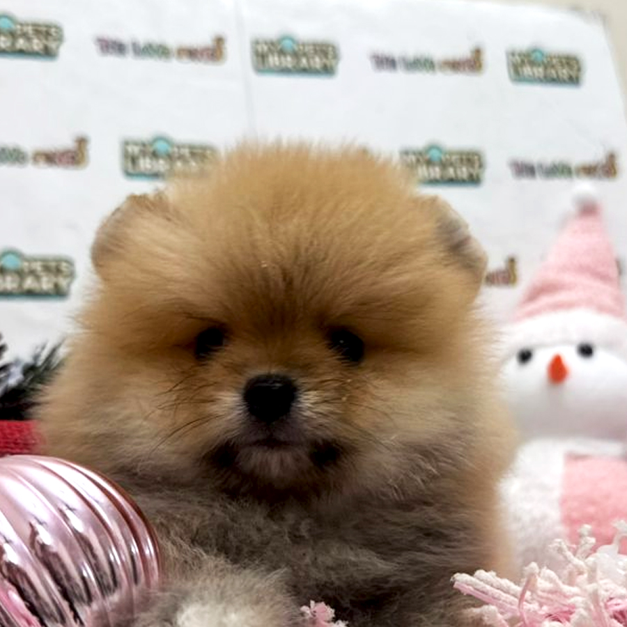 Tiny Pomeranian Puppy