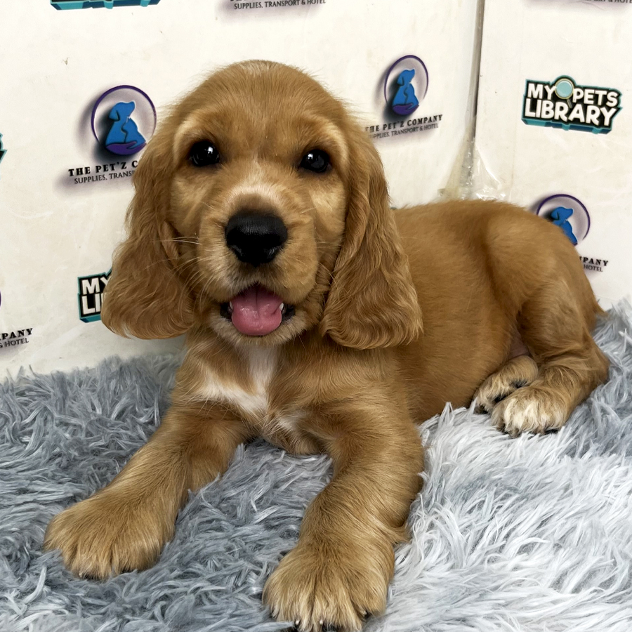 Cocker Spaniel Puppy