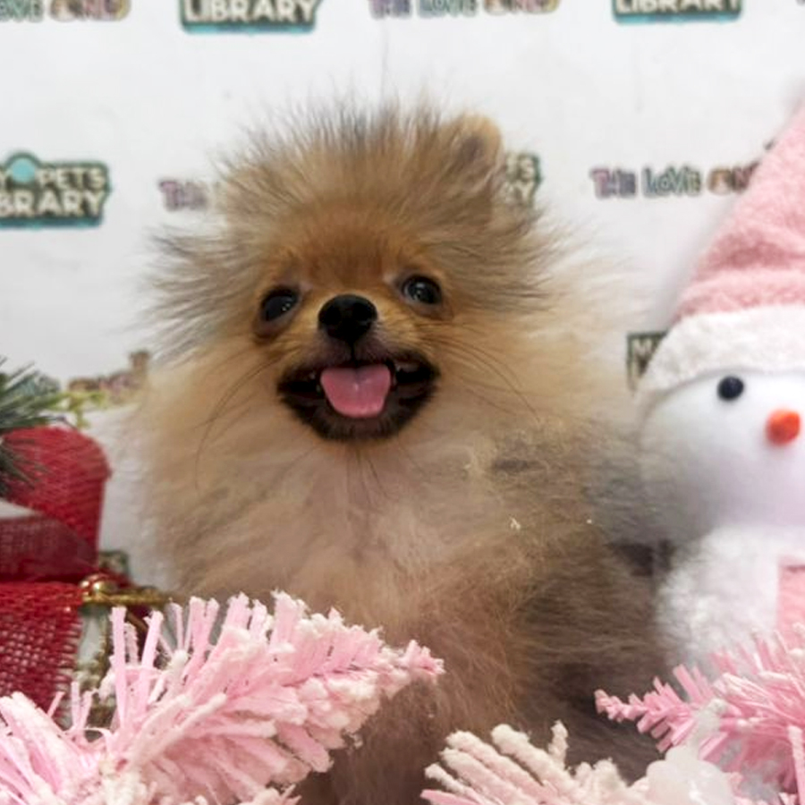 Tiny Pomeranian Puppy