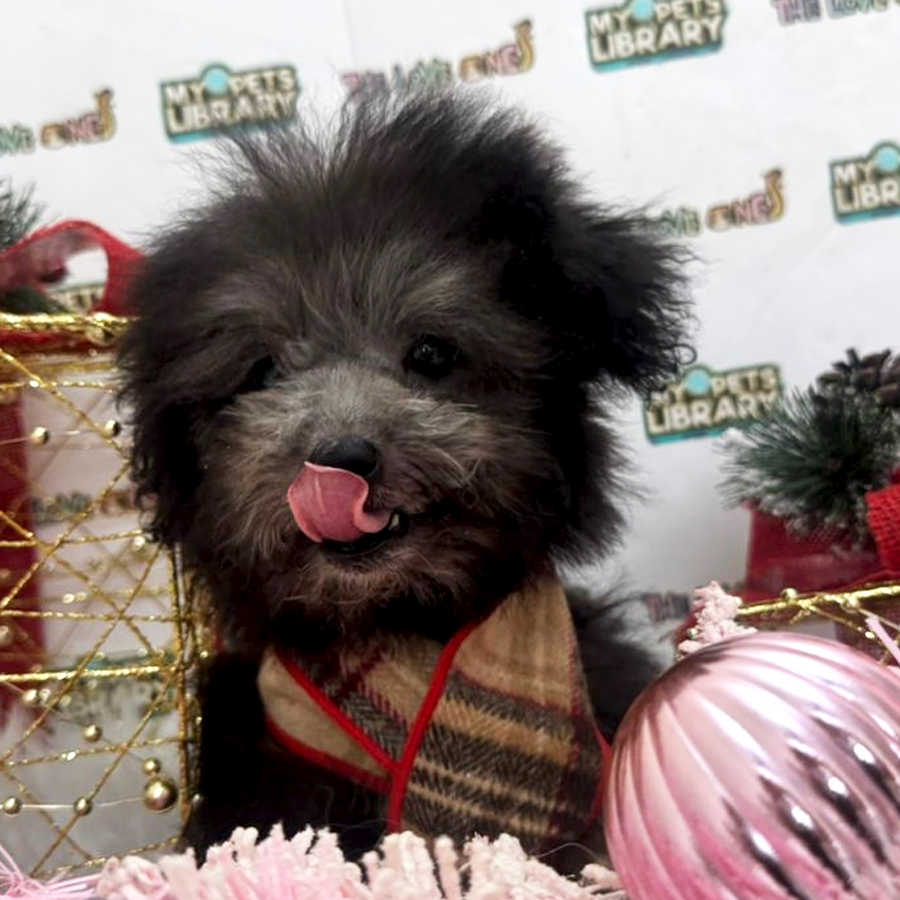 Tiny Poodle Puppy