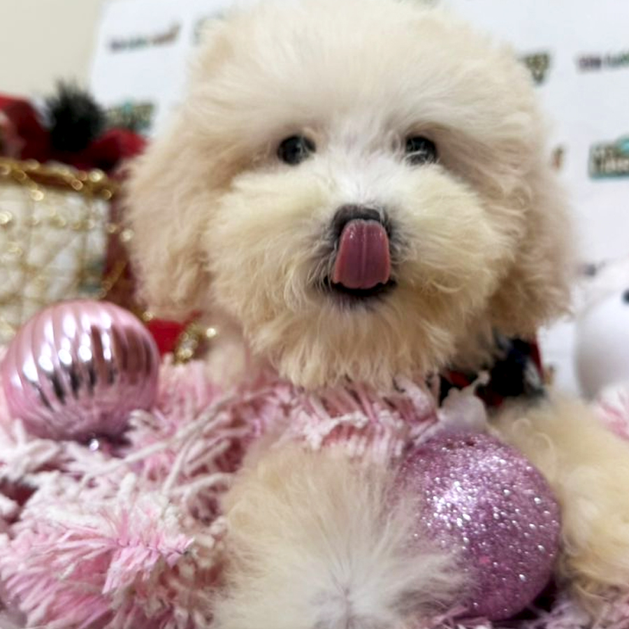 Maltipoo Puppy