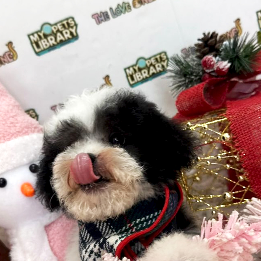Tiny Toy Poodle Puppy