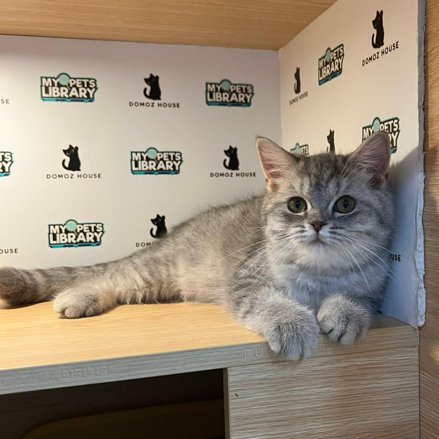 British Shorthair Kitten
