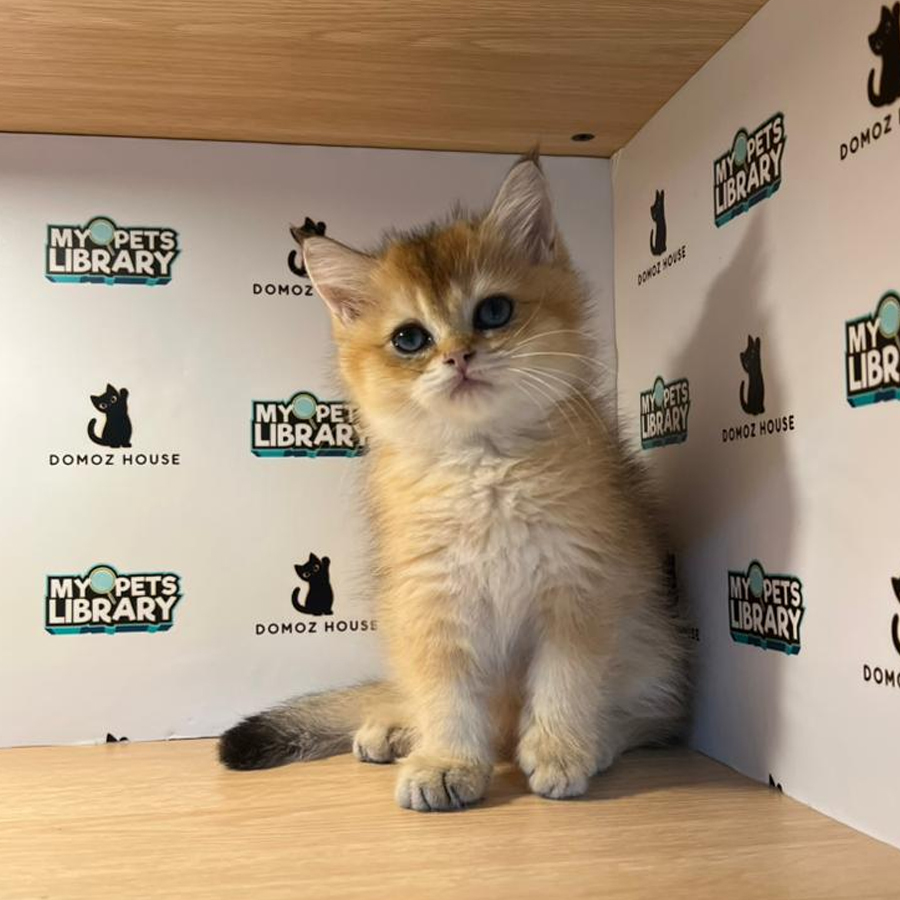 British Shorthair Kitten