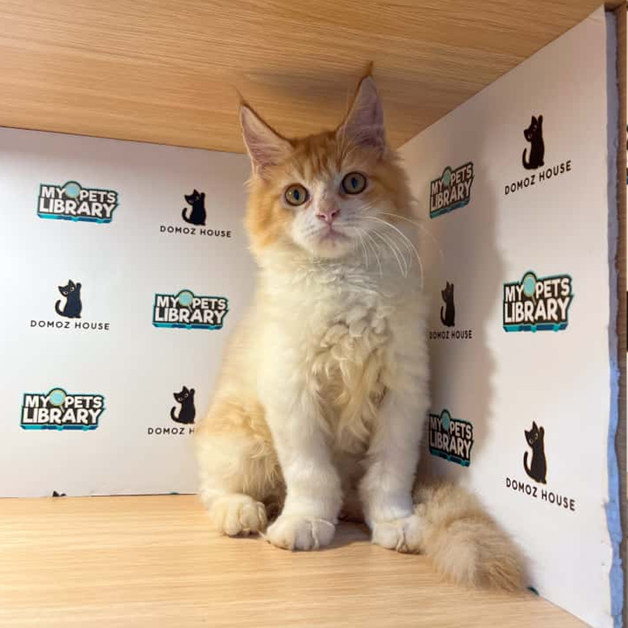 Maine Coon Kitten