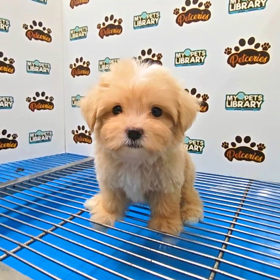 Maltipoo Puppy
