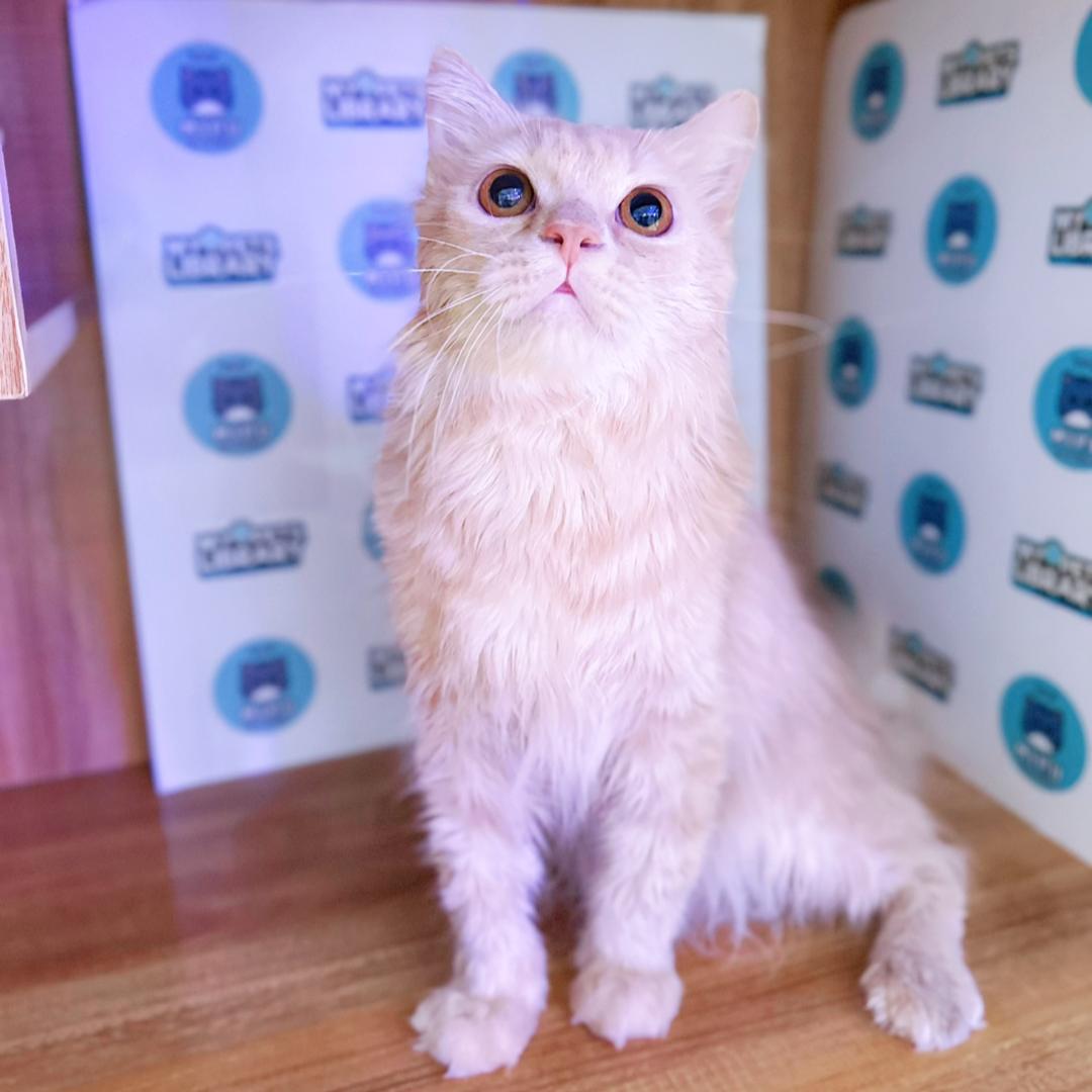 Scottishstraight Kitten