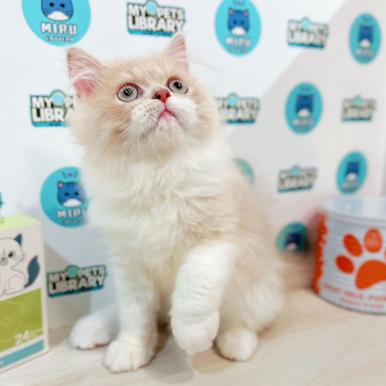 Persian Kitten