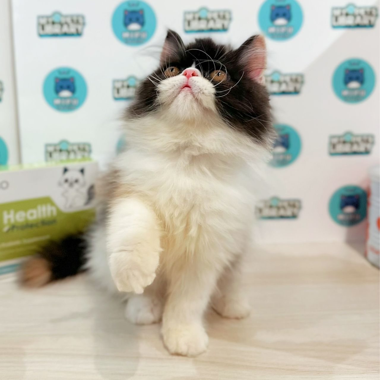 Persian Kitten