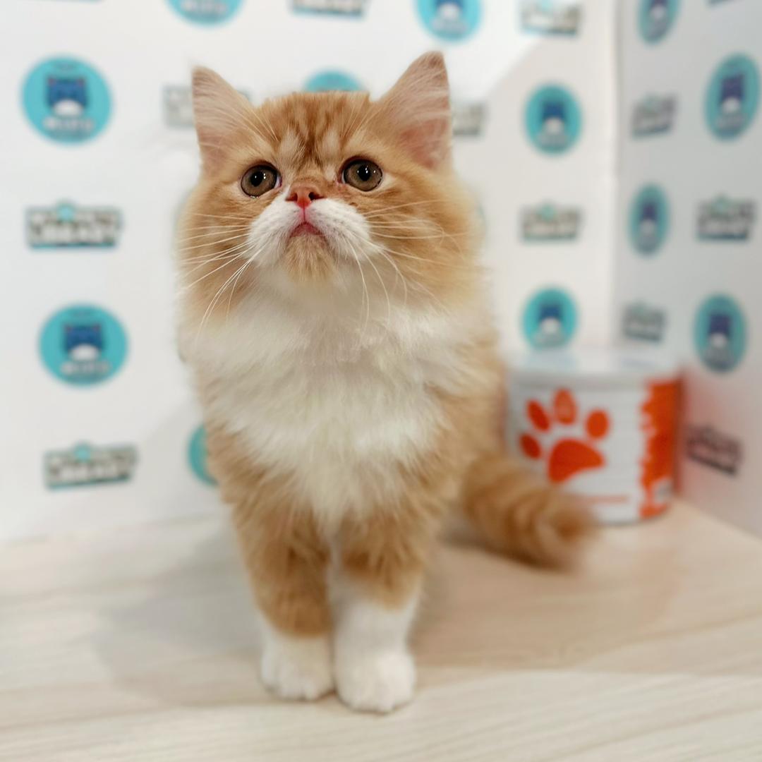 Persian Kitten