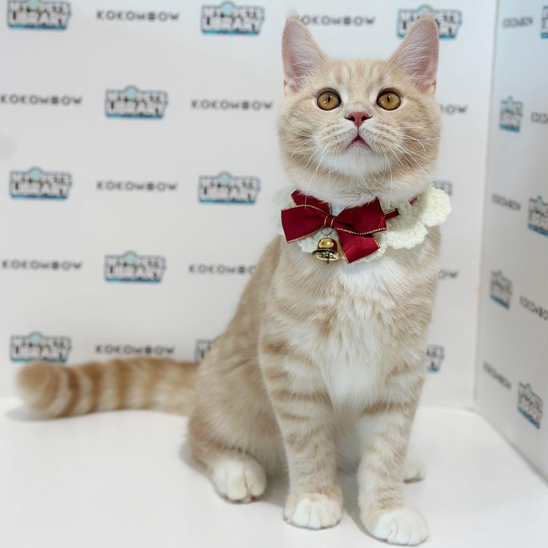 Maine Coon British Shorthair Kitten