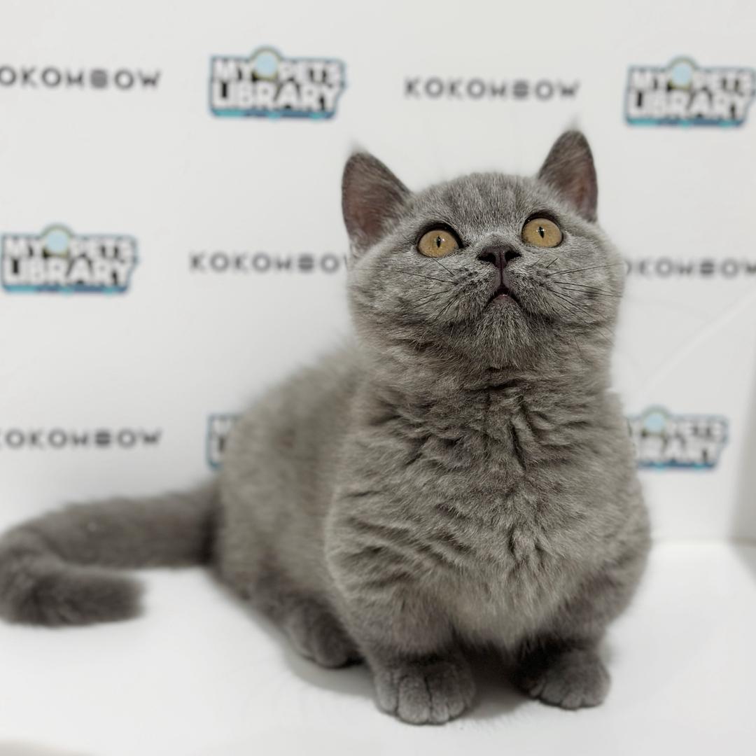Super Short Munchkin British Shorthair Kitten