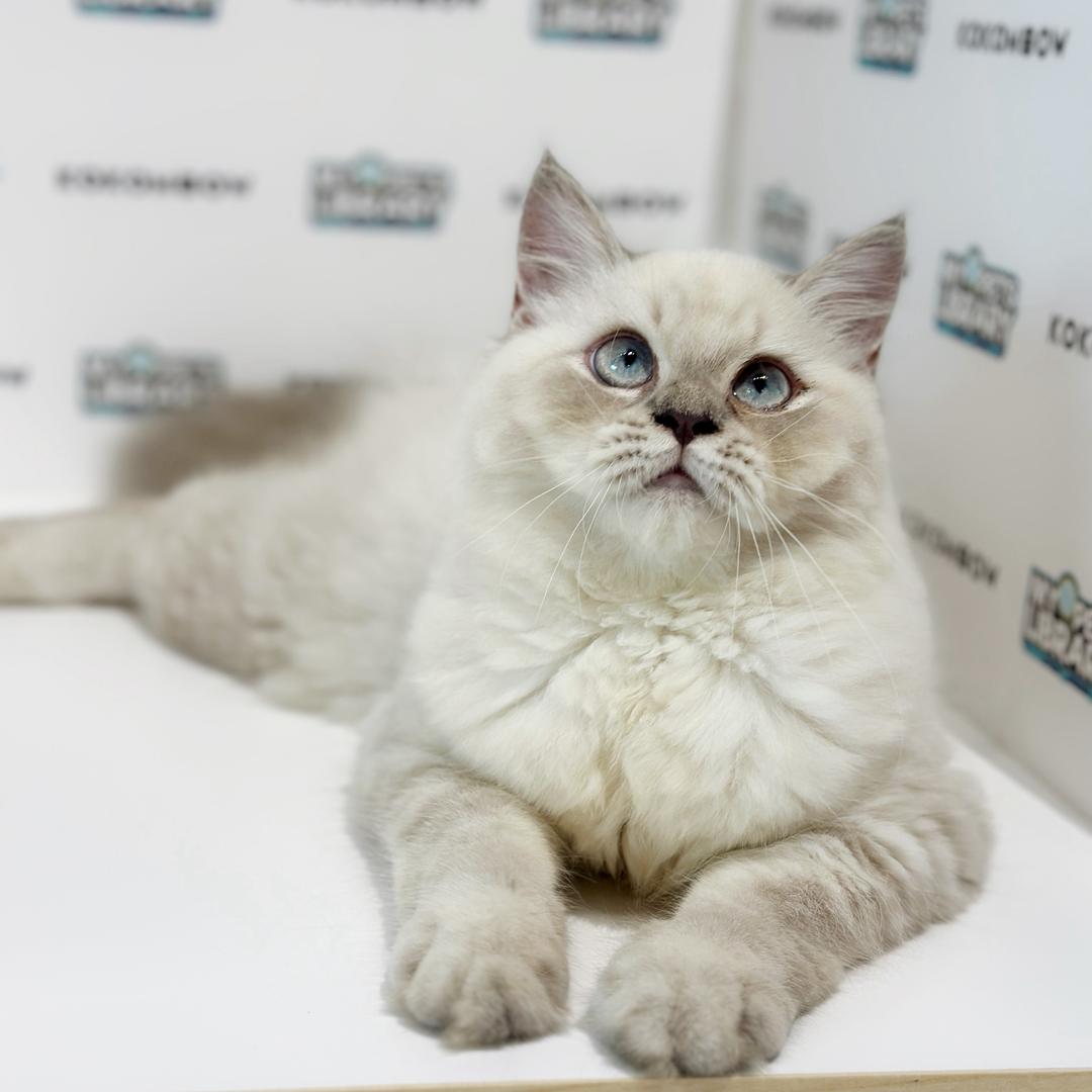 Himalayan Persian Kitten