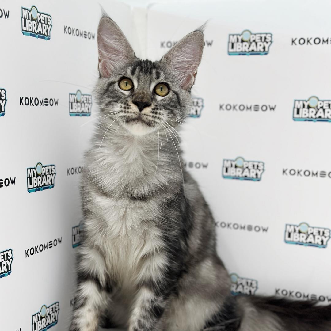 Maine Coon Kitten