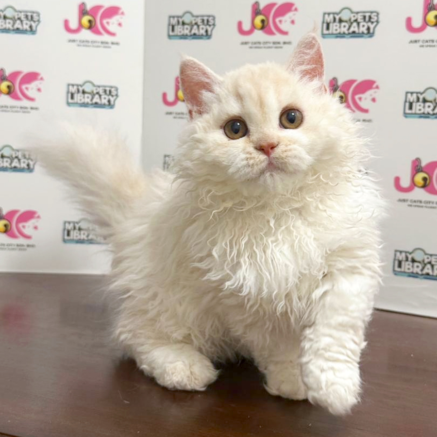 Napoleon Selkirk Rex Kitten